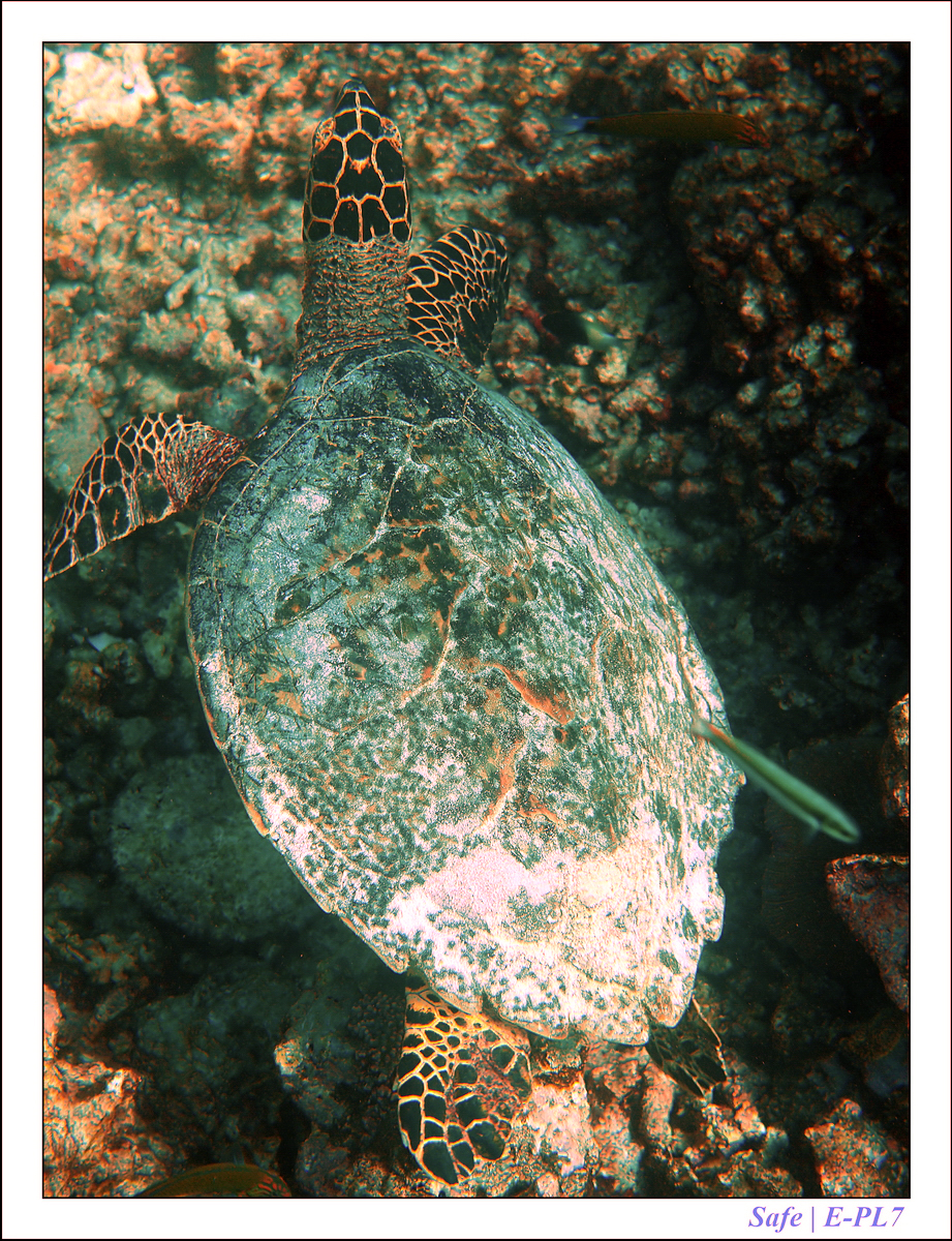 2019 - 07 - Snorkeling maldives - 13